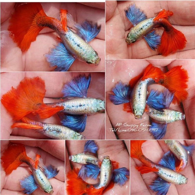 Live Fancy Guppy Fish Premium Quality Jumbo Dumbo Ear Red Tail (CGP-027)