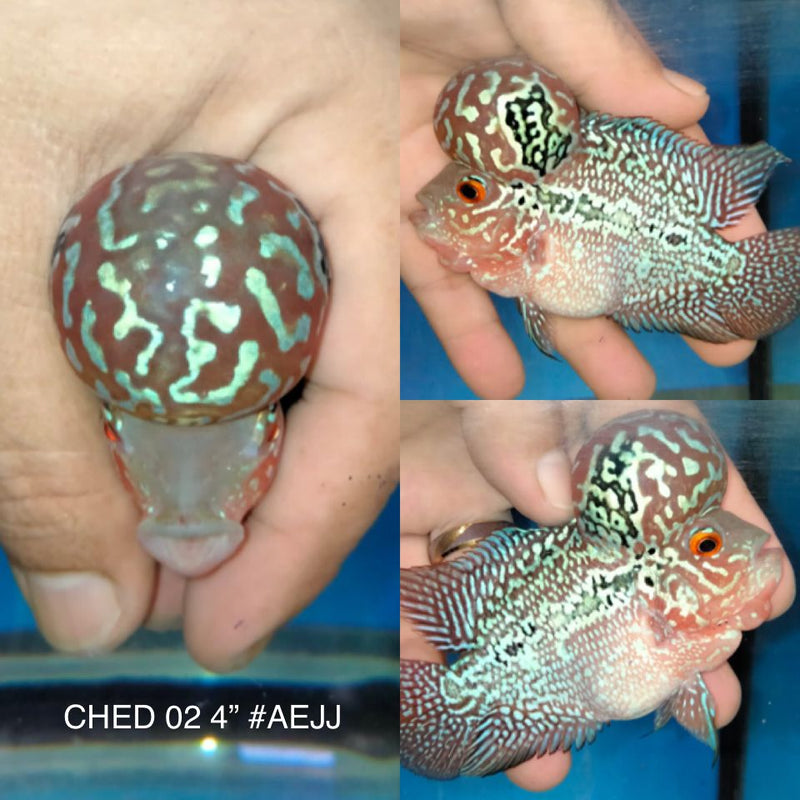 (CHED-VIP-02)VIP Flowerhorn Short body Full Pearl