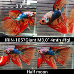 (IRIN-1057) Giant Nemo Multicolour Halfmoon Male Betta