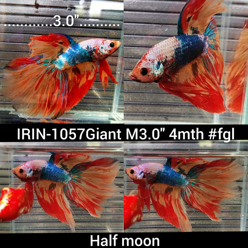 (IRIN-1057) Giant Nemo Multicolour Halfmoon Male Betta
