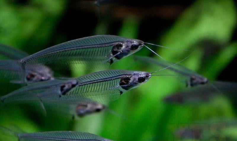 Live Tropical Freshwater Fish Ghost Glass Catfish (Kryptopterus bicirrhis)