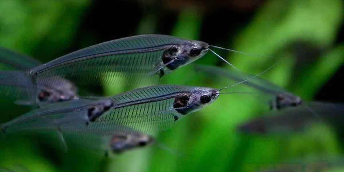 Glass Catfish