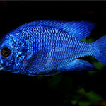 Mdoka White Lips Cichlid