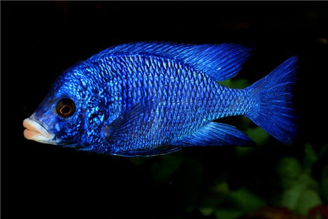 Mdoka White Lips Cichlid