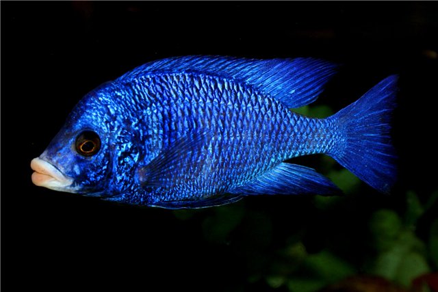 Mdoka White Lips Cichlid