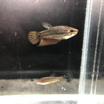 (CWB-14-GeF) Smaragdina Female Wild Betta