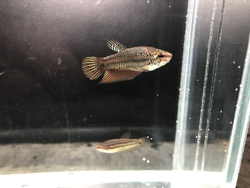 (CWB-14-GeF) Smaragdina Female Wild Betta