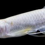 Albino Silver Arowana (Osteoglossum bicirrhosum)