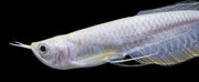 Albino Silver Arowana (Osteoglossum bicirrhosum)