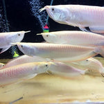 Albino Silver Arowana (Osteoglossum bicirrhosum)