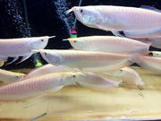 Albino Silver Arowana (Osteoglossum bicirrhosum)
