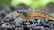 Amano Shrimp 