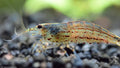 Live Freshwater Aquarium Amano Shrimp Young Adult
