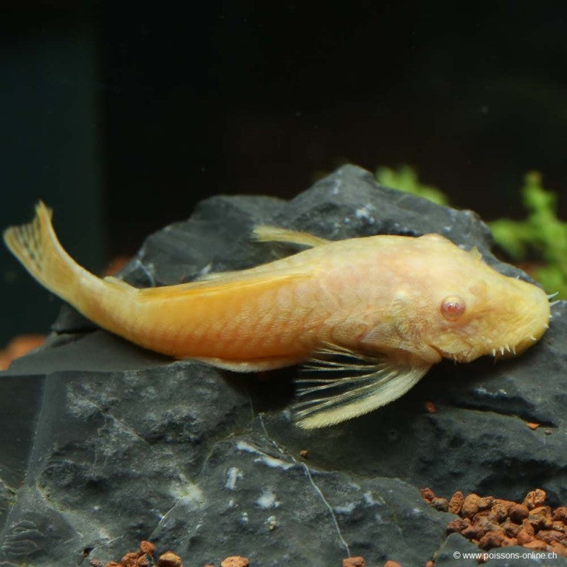 Albino Bristlenose Pleco (Ancistrus sp.)