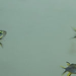 Live Freshwater Aquarium Fish Celebes Rainbowfish (Marosatherina ladigesi)