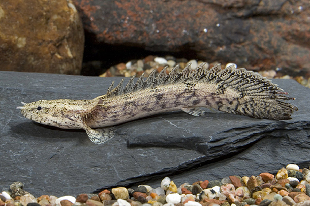 (TROP-201)Endlicheri Bichir 3.00 inch (Polypterus endlicheri) #078