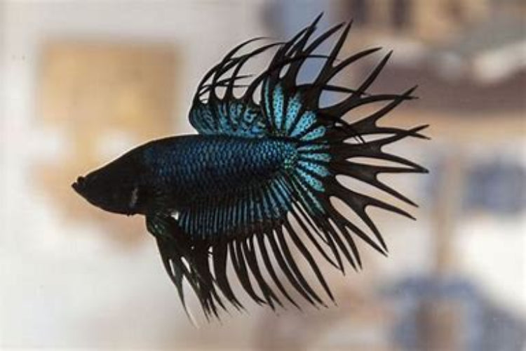 black orchid crown tail male betta