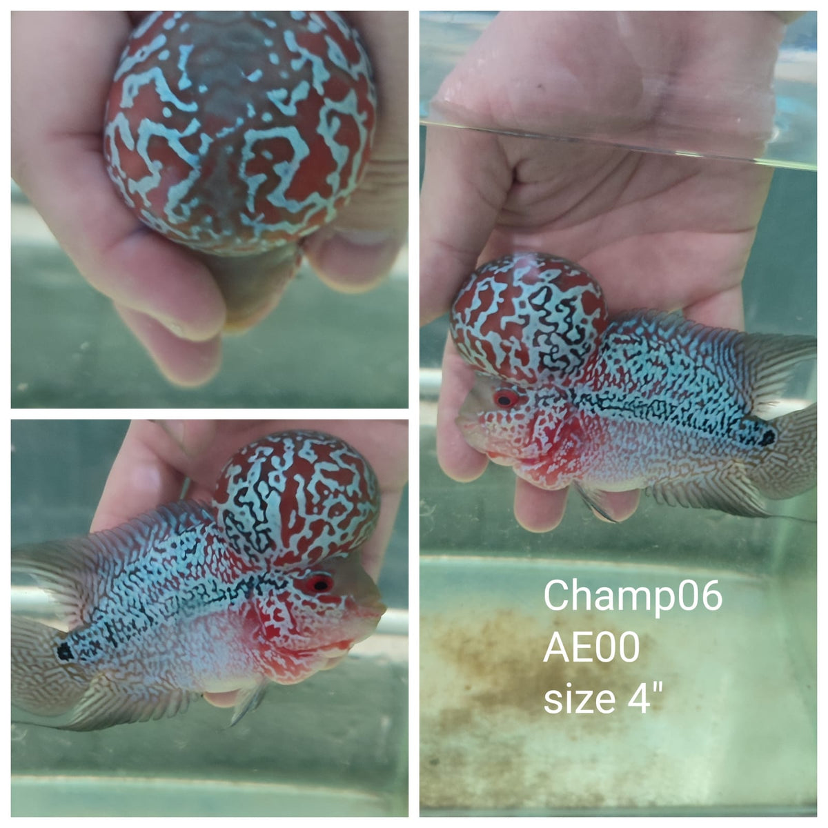 CHAMP-6) Super Red Dragon Flowerhorn 4 inch — Coast Gem USA