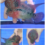 (CHAMP-233) Super Red Dragon Flowerhorn 4 inch