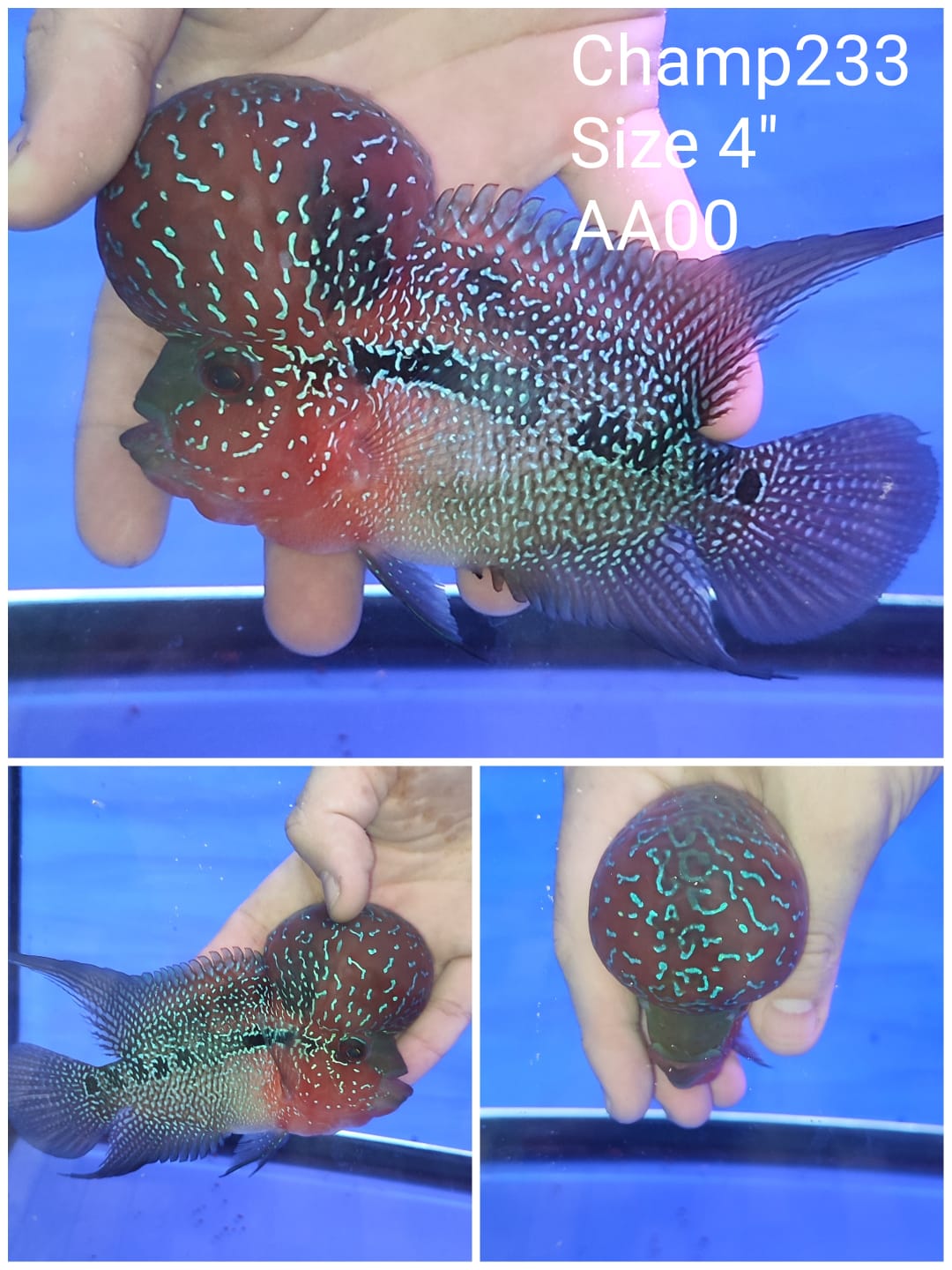 (CHAMP-233) Super Red Dragon Flowerhorn 4 inch