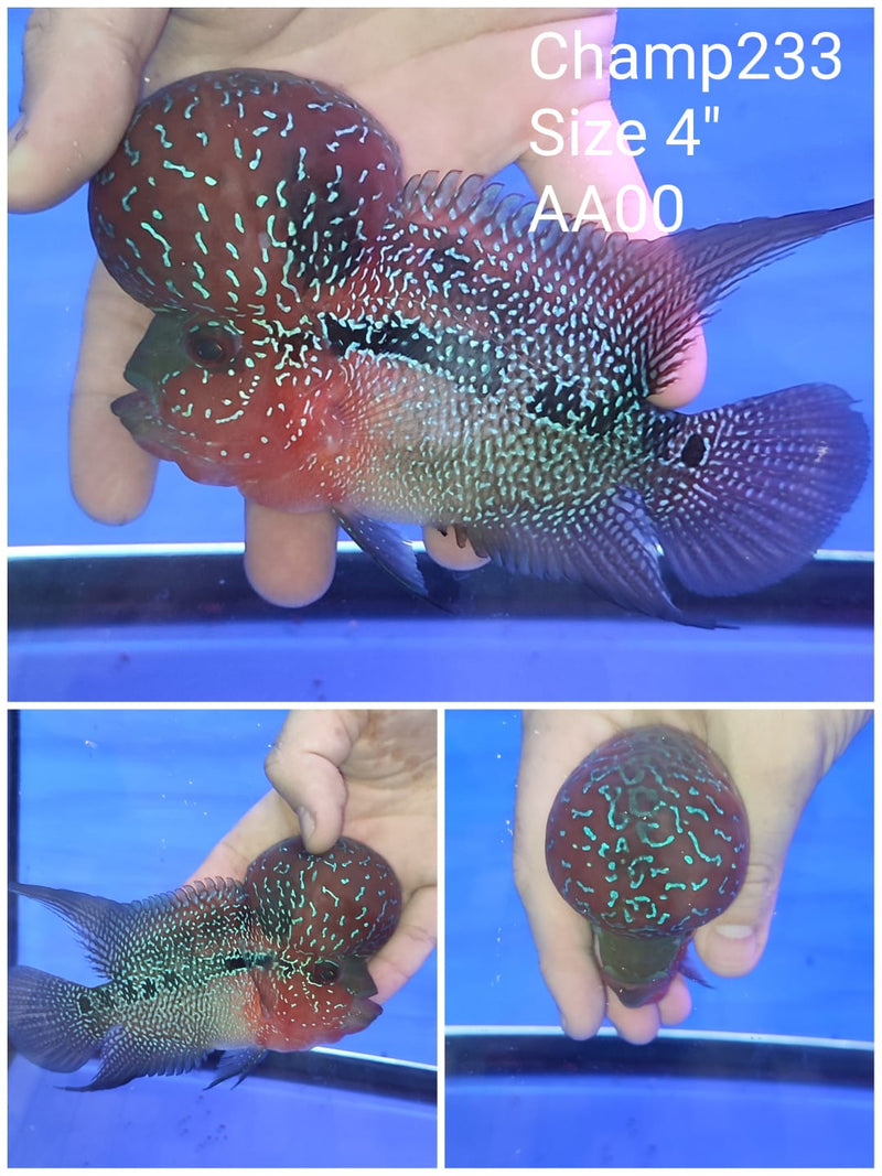 (CHAMP-233) Super Red Dragon Flowerhorn 4 inch