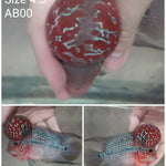 (CHAMP-235) Super Red Dragon Flowerhorn 4.5 inch