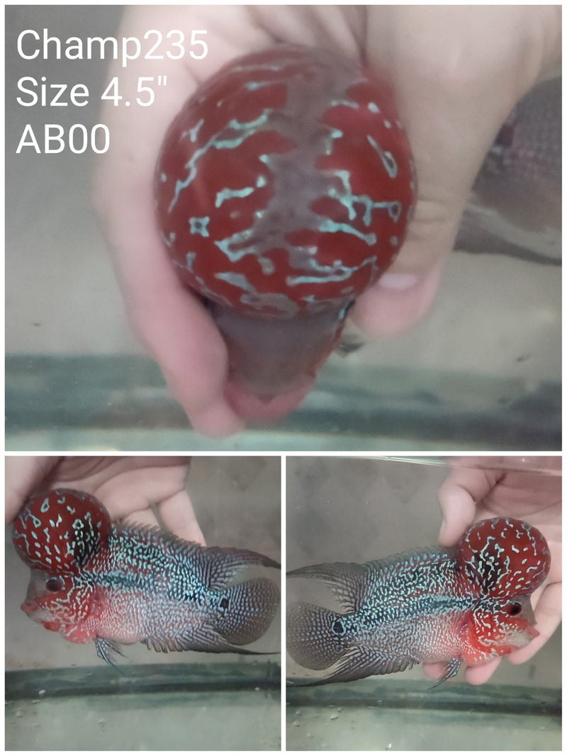 (CHAMP-235) Super Red Dragon Flowerhorn 4.5 inch
