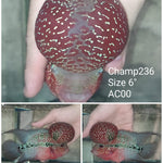 (CHAMP-236) Super Red Dragon Flowerhorn 6 inch