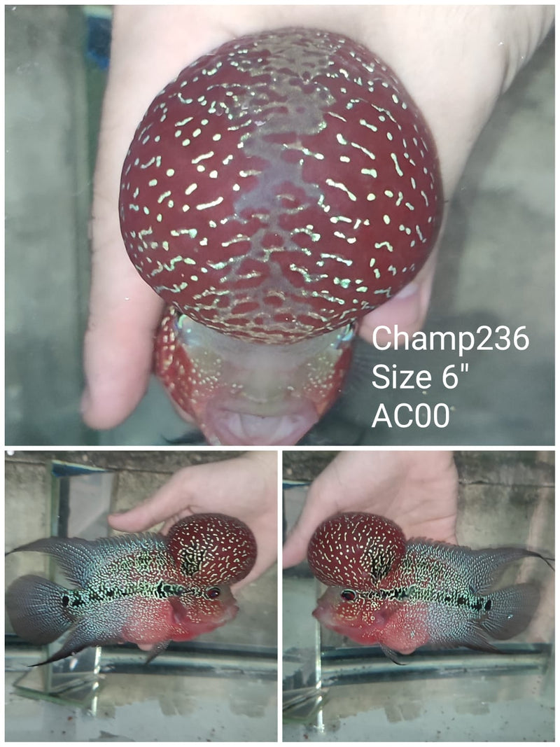 (CHAMP-236) Super Red Dragon Flowerhorn 6 inch