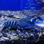 Snake Skin Blue Moon Crayfish (Cherax sp)