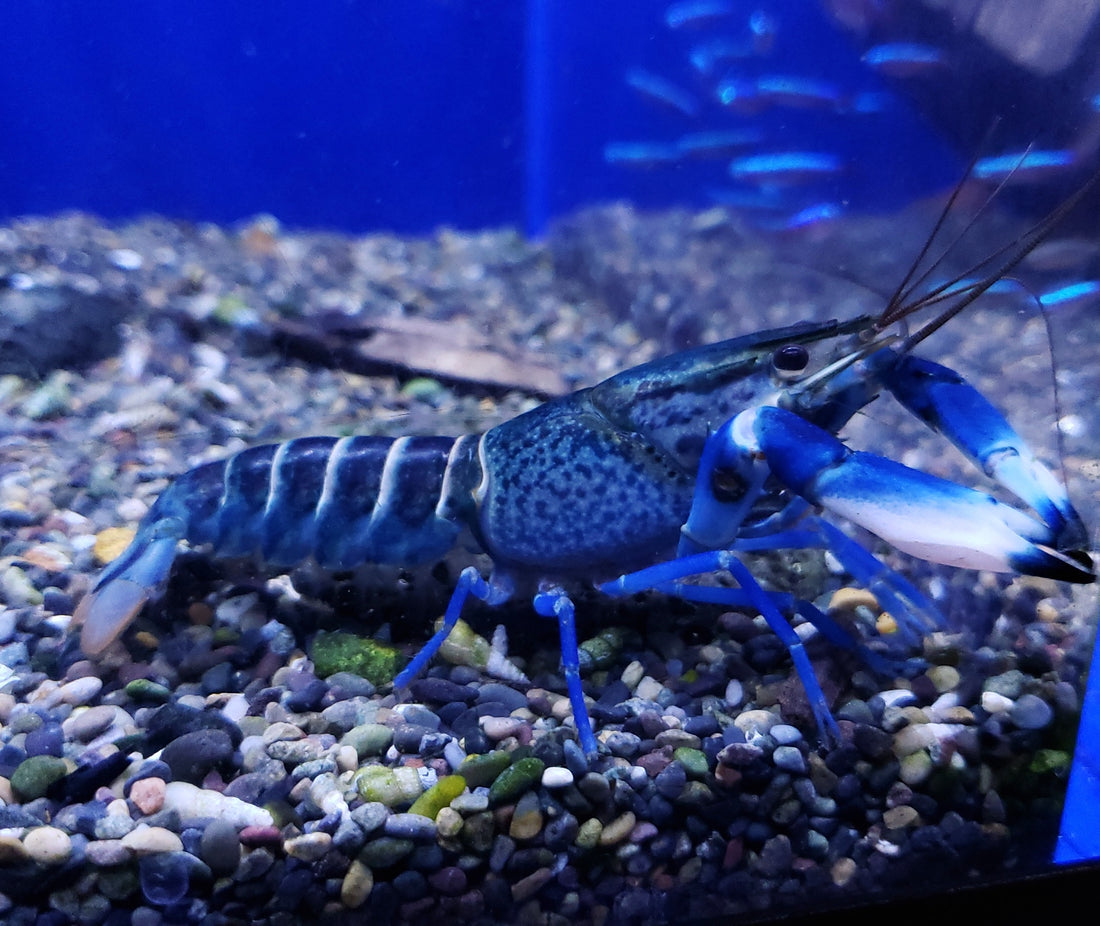 Snake Skin Blue Moon Crayfish (Cherax sp)