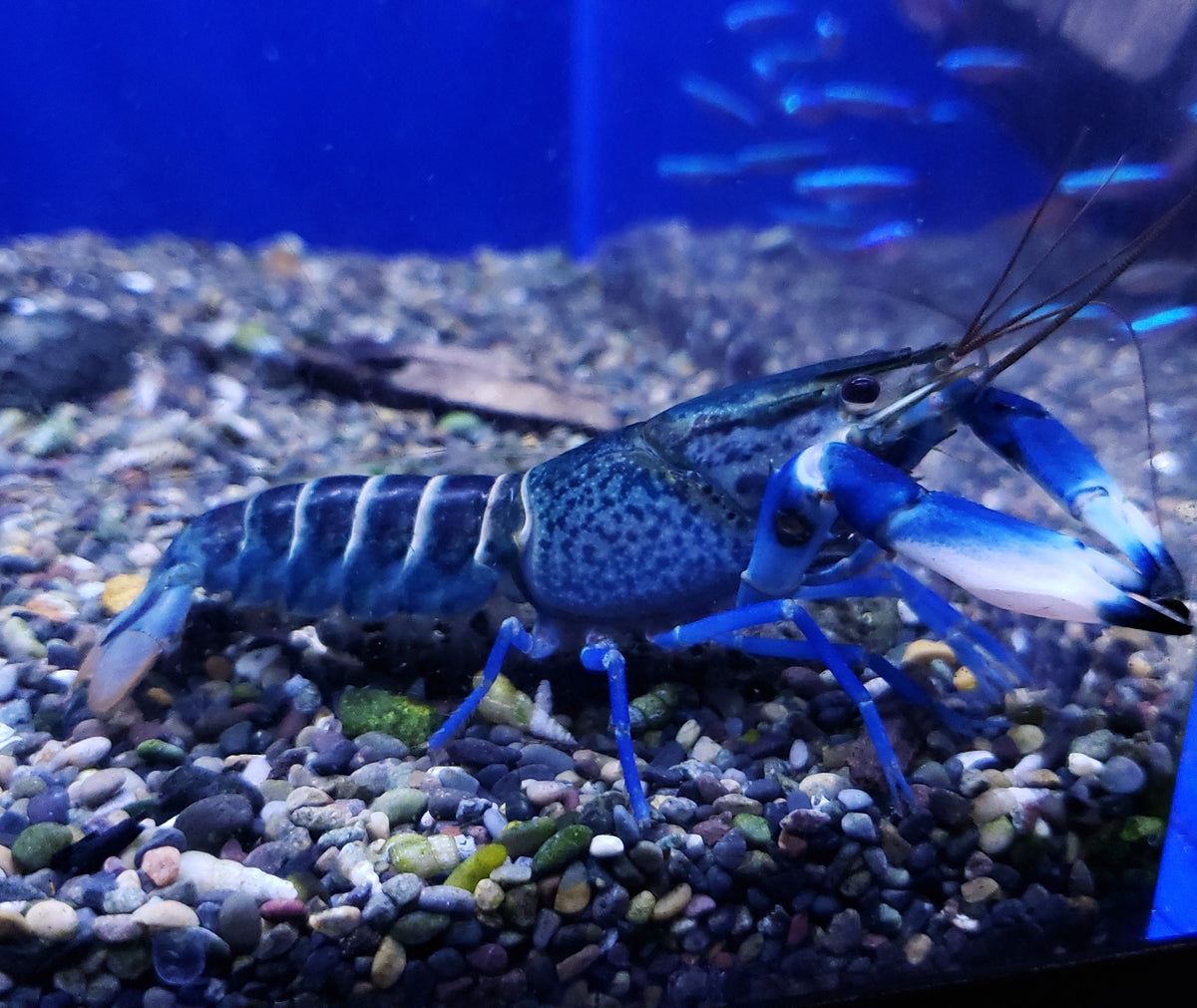 Snake Skin Blue Moon Crayfish (Cherax sp)