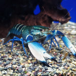 Snake Skin Blue Moon Crayfish (Cherax sp)