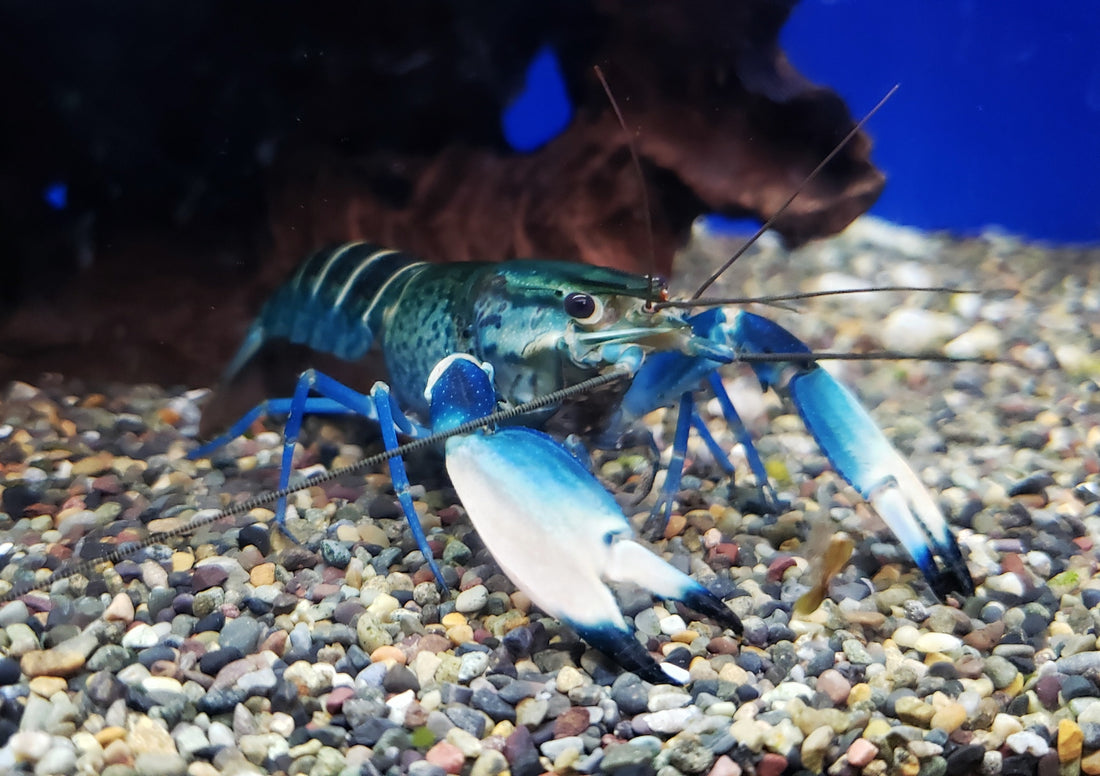 Snake Skin Blue Moon Crayfish (Cherax sp)