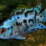 Electric Blue Jack Dempsey (Cichlasoma Octoasciatum)