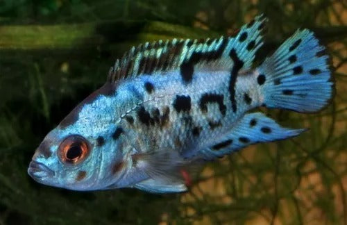 Electric Blue Jack Dempsey (Cichlasoma Octoasciatum)
