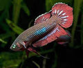 (WBP-06) Coccina wild Betta