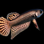 Copper Alien Male Wild Betta Our Choice (CBM-1049)