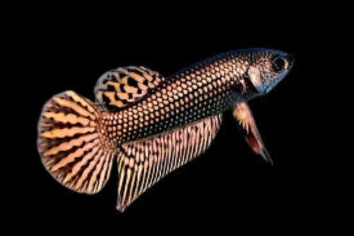 Copper Alien Male Wild Betta (CBM-1049) BUY 4 GET 1 FREE MIX & MATCH