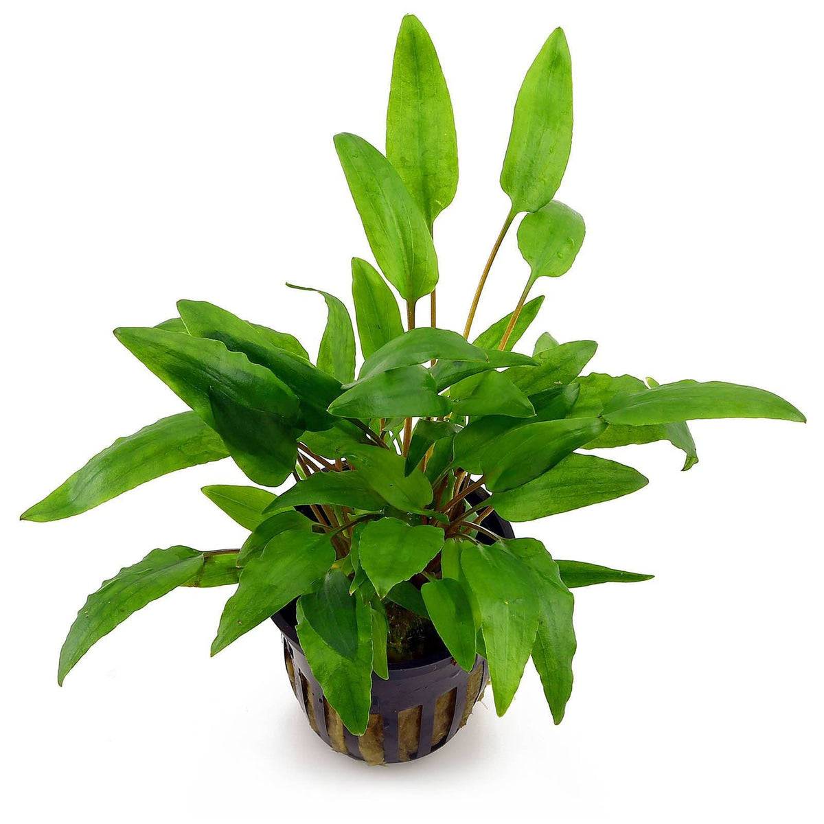 cryptocoryne-wendtii-green-gecko