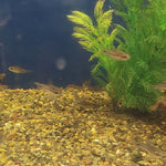 Pygmy Cory