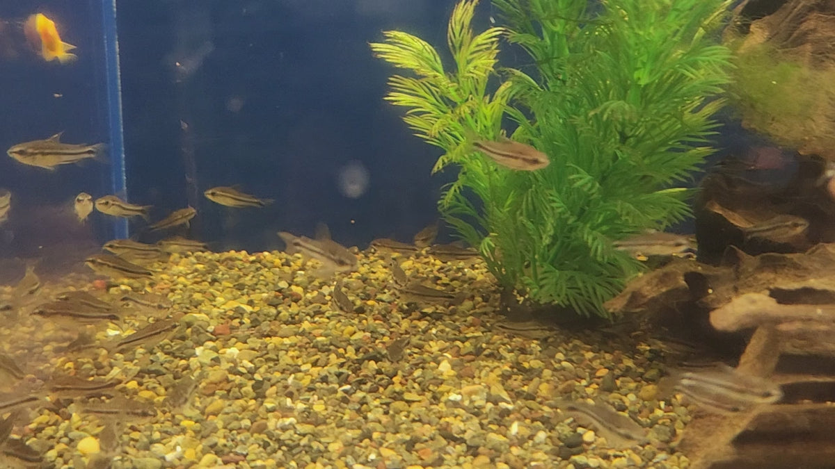 Pygmy Cory