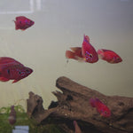 Live Freshwater Aquarium Red Balloon Jewel Cichlid(CHD-170)