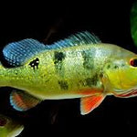 Live Freshwater Bass Ocellaris Peacock Bass 2.00 inch