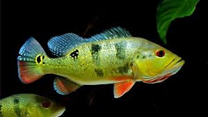 Live Freshwater Bass Ocellaris Peacock Bass 2.00 inch