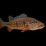 Live Freshwater Bass Temensis Peacock Bass (Cichla temensis) 3.00 inch