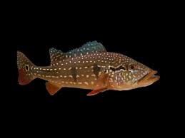 Live Freshwater Bass Temensis Peacock Bass (Cichla temensis) 3.00 inch