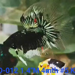 (KRID-012) BLACK MAMBA GALAXY CELLOPHANE HALFMOON MALE BETTA