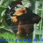 (KRID-010) BLACK GALAXY COPPER  HALFMOON MALE BETTA