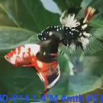 (KRID-014) RED COPPER GALAXY HALFMOON MALE BETTA